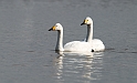 Bewick's swans - B